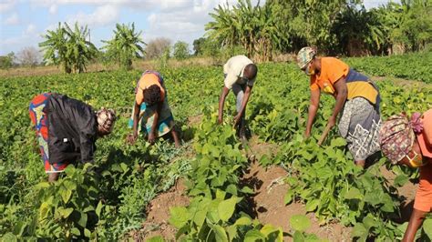 desenvolvimento da agricultura em moçambique